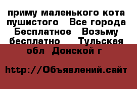 приму маленького кота пушистого - Все города Бесплатное » Возьму бесплатно   . Тульская обл.,Донской г.